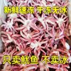 Tentáculos Pequeños de Calamar Frescos Congelados, Cabezas de Calamar sin Tres Tentáculos, Tentáculos Pequeños de Ocho Brazos, Peso Neto sin Recubrimiento de Hielo, Ingredientes para Catering de Barbacoa al por Mayor