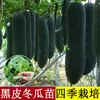 Plántulas de Verduras de Primavera, Plántulas de Chile, Tomates para Balcón de Cuatro Estaciones, Berenjenas, Pepinos, Sandías, Luffas, Plántulas de Calabaza, Siembra del Sur