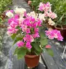 Planta de Bougainvillea em Vaso com Pétalas Duplas, Sempre Verde, Trepadeira Vinha Cereja Vermelha, Muda de Árvore para Varanda Interna, Resistente ao Frio, Tronco Velho com Flores