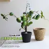 Ramas frutales de limonero, plantas en maceta con fruta fresca, flores artificiales para sala de estar, mueble de TV, mesa de comedor, adornos decorativos