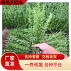 Mudas de Ligustro de Folhas Pequenas São Perenes e Mudas de Ligustro de Folhas Verdes em Todas as Estações, Cercas de Quintal Resistentes ao Frio e Flores Fáceis de Cultivar