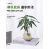 Plantas Hidropónicas de Hada Pequeña Son Plantas en Maceta de Interior Fáciles de Cultivar, Flores Tolerantes a la Sombra para Escritorio de Oficina, Plantas Verdes Mini Cultivadas en Agua