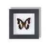 Especimen Decorativo Colgante de Mariposa Real Raro y Precioso, Adorno de Insecto con Marco de Madera Maciza, un Regalo Único para un Amigo Cercano