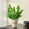 Helecho Nido de Pájaro Planta Verde para Sala de Estar Planta en Maceta de Interior para Entrada del Hogar, Baño, Dormitorio, Estación de Trabajo, Fácil de Cuidar, Aspecto de Alta Gama