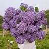 Mudas de Hortênsia Hortênsia Endless Summer Quatro Estações Hortênsia em Vaso Flores de Florescimento em Pátio Plantas de Flores Fáceis de Cultivar Flores de Interior