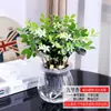 Plantas Verdes Hidropónicas Rábano Verde Gardenia Árbol del Dinero Hiedra Espárragos Bambú Pequeñas Plantas Verdes de Interior Plantas de Maceta Perennes para Todas las Estaciones