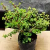 Ramas Doradas y Hojas de Jade Suculenta Tocón Viejo Plantas en Maceta Florales de Interior y Exterior Perenne Todo el Año