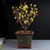 Ciruelo en Maceta Interior Perfumado Ciruelo de Invierno Bonsái Ciruelo Rojo Pila Vieja Balcón Patio Plantas Resistentes al Frío Fáciles de Cultivar