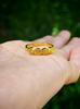 Anillo de Oro Arena Emulación 24K de Alta Imitación Moda para Mujer Combinable Trébol de Cuatro Hojas Anillo Abierto Productos de Bienestar en Vivo