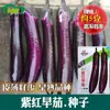 Semillas de Berenjena Morado-Rojo Temprana Huerto de Vegetales de Tierra de Cultivo Semillas de Maduración Temprana de Piel Fina con Pocas Semillas de Vegetales de Berenjena en Forma de Palo Largo