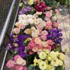 Semillas de Flores, Margaritas Pequeñas, Plantas de Flor de Piretro, Macetas de Interior, Semillas de Girasol, Semillas de Floración de Cuatro Estaciones
