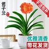 Dropshipping Clivia Plántulas en Maceta con Capullos Plantas de Flor Interior Tesoro Nacional Gigante Caro