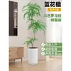 Planta Viva Jacaranda Sala de Estar Planta Grande en Maceta Interior Fácil de Mantener de Pie Flor Real Paisaje Jardinería para Absorber Formaldehído