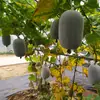 Sementes de Melão-de-Inverno Branco Gordo Zhongxi, Pó Ceroso, Fruta Doce e Grande, Muitas Sementes de Melão-de-Inverno com Casca Rosa, Legumes de Horta