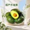 Gotas de Abacate de Yunnan Dropshipping Abacate Doméstico Pele Verde Polpa Amarela Fruta Fresca Caixa Inteira Atacado Fruta Fresca Comercial