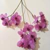 Los fabricantes venden película de tres puntas Mini pequeña flor artificial de phalaenopsis decoración artificial de boda película flor falsa