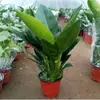 Remoção de Formaldeído Ave do Paraíso Hidropônico Planta Verde Puxar Flor Planta em Vaso Sempre-verde Purificação do Ar Interno Fácil de Cultivar