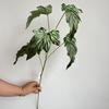 5 Folhas de Begônia Folhas de Chuva de Primavera Flores Artificiais de Casamento Fotografia Planta de Casa Decoração Floral Mori Vestido Suave Simulação Plantas Verdes