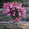 Plántulas de Rosas en Forma de Árbol, Rosales de Tallo Alto, Plantas de Rosas Altas, Plantas en Maceta de Floración de Cuatro Estaciones, Flores y Plantas Verdes de Interior de Fácil Cuidado