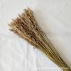 Ramo de flores secas de avena adornos de sala de estar para interiores joyería materiales hechos a mano para bricolaje venta al por mayor flores reales secadas al aire natural para regalar
