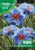 Semillas de Flor Negra Doble Gema Persa Flor Cortada Cama de Flores Patio Exterior Balcón Maceta