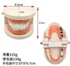 Modelo Dental de Diente, Modelo de Dentadura Postiza, Molde de Modelo de Diente, Modelo de Enseñanza de Cepillado para Jardín de Infancia, Dentadura Postiza Oral Removible
