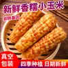 Maíz Dulce Pegajoso Aromático de Xishuangbanna, Yunnan 2.5kg Mazorcas Frescas de Maíz Dulce Pegajoso Selladas al Vacío Listas para Comer Desayuno