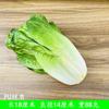 Modelo vegetal falso vegetal verde hoja brócoli repollo fruta accesorios decorativos juguetes frutas y verduras iluminación niños