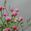 Rosa Japonesa com Botões Planta Verde Envasada para Floração o Ano Todo em Peitoril de Janela ou Varanda