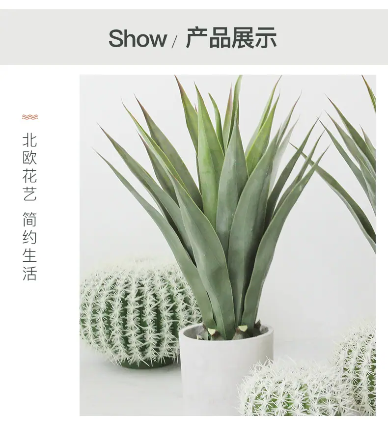 23叶粗杆剑麻_15.jpg