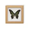 Borboleta Rara Tigrada, Ornamento de Inseto Precioso, Espécime de Borboleta Azul, Presente para Idosos, Amigos ou Meninas em Seus Aniversários, Moldura com Espécime de Borboleta