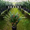 Moran planta em vaso empresa preto Phnom Penh Montanha Jinhua Flor de orquídea de Ano Novo sala de estar varanda folha larga orquídea perfumada perene o ano todo