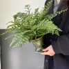 Planta en maceta Helecho Jim para sala de estar interior, Helecho de hoja perenne, Purificador de aire, Fácil de cuidar, Planta verde popular, Tolerante a la sombra