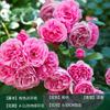 Rosa trepadora Extra grande Floración Cuatro estaciones Enredadera Rosa Semilleros de rosa Enredadera Patio Flor grande Balcón Florales Shihua