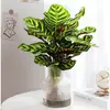 Plantas hidropônicas fáceis de cultivar em ambientes internos Calathea Maçã Verde planta verde planta em vaso adequada para todas as estações sala de estar escritório mesa folhas grandes tolerante à sombra