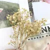 Pacote de Material DIY Flor Eterna 1g Gradiente Cabeça Grande Mosquitinho Estrela Milionária Buquê de Flores Secas Flor Eterna Flor Real