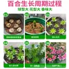 Bulbos de Lírio de Outono de Floração Dupla, Mudas de Flores de Floração Simples, Lírios Perfumados Comprados Diretamente da Holanda, Canhão de Ferro, Plantas de Vaso para Iniciantes do Pátio Karie