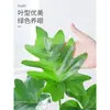 Plantas Hidropónicas Pluma de Primavera Filodendro en Maceta Interior Lluvia de Primavera Plantas Verdes Potos Perenne Cultivo en Agua Bueno Estilo de Escritorio Ins