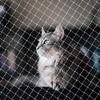 Malla para Pájaros de Jardín Transfronteriza, Malla Anti-Pájaros, Malla de Protección Anti-Pájaros para Uvas, Valla para Aves de Corral, Malla Anti-Caída para Gatos, Malla Transparente Repelente de Pájaros