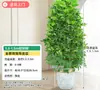 Árvore Bico de Pato de Grande Porte Que Atrai Riqueza de Todas as Direções, Planta de Vaso para Sala de Estar Interna Fácil de Cuidar, Sempre Verde o Ano Todo, em Formato de Torre