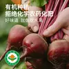 Polvo de Remolacha Roja Personalizado para Suplementar Fibra Dietética, Polvo de Frutas y Verduras para Bebida Instantánea, Polvo Sustituto de Comida, Paquete Pequeño, Polvo Natural de Frutas y Verduras