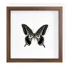 Suporte de Exibição Raro com Borboleta Folha Seca Emoldurado com Acabamento de Luxo, Pintura Decorativa de Espécime para Presente, Nicho de Borboleta Versátil Luxo Leve