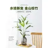 Bambú Marrón de Bambú Hidropónico en Maceta Grande de Hojas Finas Bambú Arroz Jinshan con Raíces Plantas Hidropónicas de Interior Cultivadas en Agua Bambú Guanyin Florales y Plantas Verdes