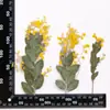 Flores de Navidad, Flores Secas, Especies de Plantas en Relieve, Flores Prensadas con Pegamento Hechas a Mano para Manualidades, Fundas para Teléfono Móvil, Velas Aromáticas, Flores para Marcos de Fotos