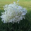 Venta al por mayor de fábrica simulación orquídea Wenxin decoración de simulación de boda Juanhua hogar suave orquídea Wenxin orquídea bailarina