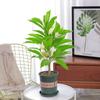 Dropshipping Orquídea Branca em Vaso Planta de Interior Flor de Interior o Ano Todo Orquídea de Chifre Amarelo Magnólia Branca Muda Cinto de Pilha Velha