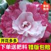 Dropshipping Plántulas de Camelia Xiangfei Plantas de Camelia en Maceta Florecen en Todas las Estaciones y Son Buenas para Alimentar Interiores Sala de Estar Balcón Exterior