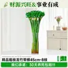 Bambú Wenchang Hidropónico con Raíces Sala de Estar Interior Escritorio Planta de Cultivo en Agua Maceta Cuatro Estaciones Siempre Verde Transferencia de Suerte Auspiciosa Bambú Dragón