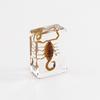 Aiwei nueva decoración de especímenes de insectos de tamaño pequeño insecto real resina epoxi pueblo libro espécimen ámbar material didáctico para niños