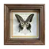 Marco de Fotos con Foto de Mariposa Real Pintura Decorativa Estilo Europeo Marco de Fotos Vintage Decoración de Mesa Adorno para Muebles Regalo de Cumpleaños Presente